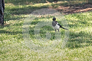 Magpie Pica pica of the corvidae family