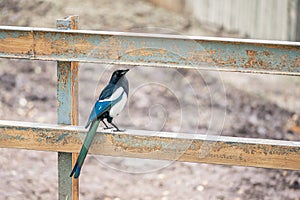 Magpie Pica pica of the corvidae family