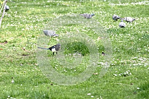 Magpie Pica pica of the corvidae family