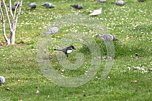 Magpie Pica pica of the corvidae family