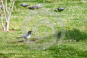 Magpie Pica pica of the corvidae family