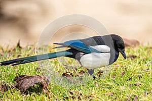 Magpie (Pica pica) of the corvidae family standing on its legs