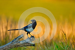 Magpie Pica pica on the meadow