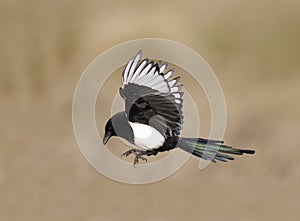 Magpie, Pica pica photo