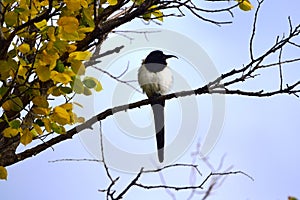 Magpie Pica pica sits on a tree with beak aberration.