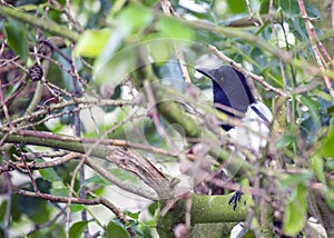 Magpie (Pica pica) spotted outdoors