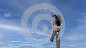 Magpie on Pole