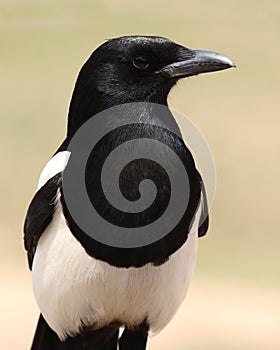 Magpie Posing Boldly photo