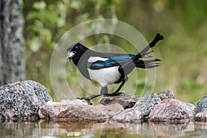 Magpie in profile eating cheese on the rocks at the pond