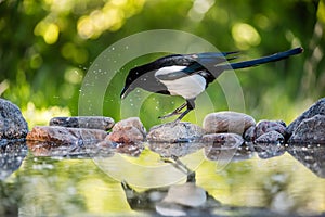 Magpie in profile jumping on the rocks at the pond photo