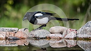 Magpie in profile on the rocks at the pond photo