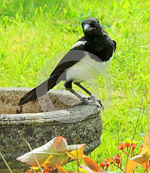 Magpie, proud, on bird bath