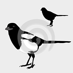 Magpie realistic bird silhouette black