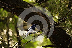 Magpie-robin