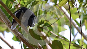 Magpie robin bird cleaning his wing