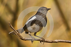 Magpie Robin, Copsychus saularis, Tipeshwar Wildlife Sanctuary, Maharashtra