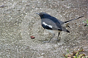 Magpie Robin feeding on a worm