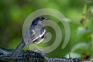 Magpie robin in a garden in Singapore