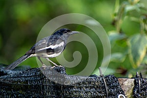 Magpie robin in a garden in Singapore