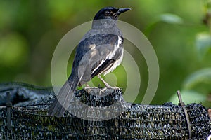 Magpie Robin in a garden in Singapore.