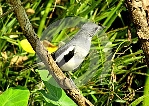 The Magpie Robin is National bird of Bangladesh