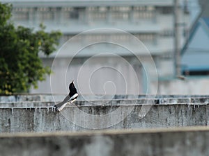 Magpie robin on the rooftop