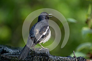 Magpie Robin singing in a garden in Singapore.