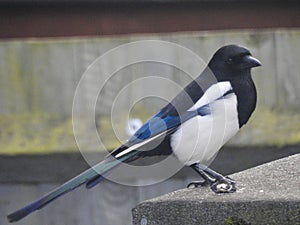 Magpie on a roof