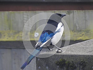 Magpie on a roof