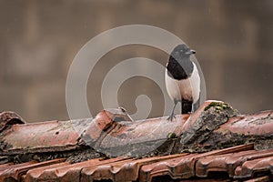 Magpie on a roof in the rain photo