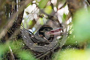 Magpie`s nestling