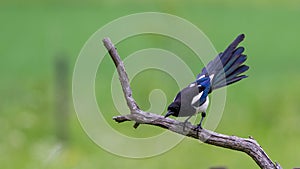 Magpie`s tail photo