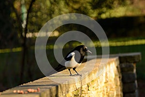Magpie on the scrounge