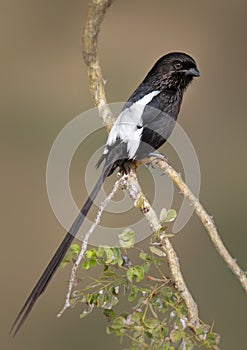 Magpie shrike