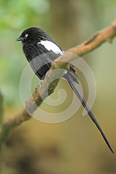 Magpie shrike photo