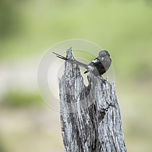 Magpie shrike in Kruger National park, South Africa