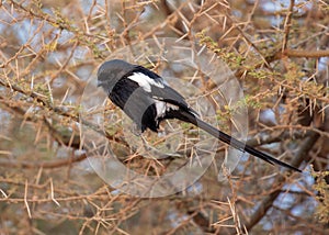 Magpie Shrike Urolestes melanoleucus