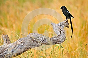 Magpie shrike, Urolestes melanoleucus, African long-tailed bird sitting on the tree trunk in the hot savannah. Black shrike in the photo