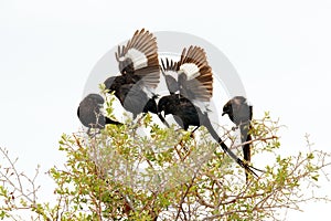 Magpie shrike, Urolestes melanoleucus, African long-tailed bird sitting on the tree trunk in the hot savannah. Black shrike in the