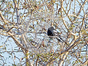 Magpie shrike, Urolestes melanoleucus. Madikwe Game Reserve, South Africa