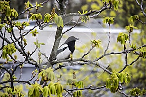 A magpie sits on top of a chestnut tree that will bloom soon. A stunning view of the verdant chestnut branches in early spring.