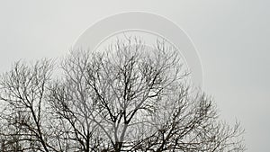 A magpie sits on a tree without leaves. A bird on a tree in cloudy weather