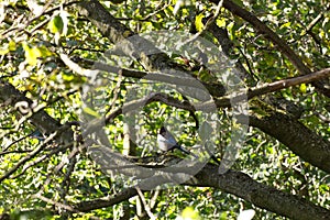 A magpie sitting on a branch of a tree