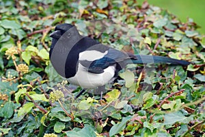 Magpie sitting on an Ivy hedge with Blue plumage