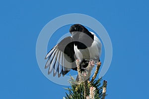 Magpie sitting at pine tree top