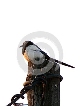 A magpie is sitting on a pole.