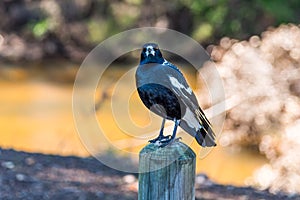 Magpie standing on a post in Donnybrook