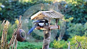 Magpie stealing birdseed