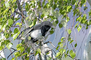 Magpie without tail feathers sits in a birch with fresh green leaves