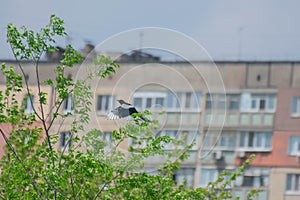 Magpie taking off from the tree